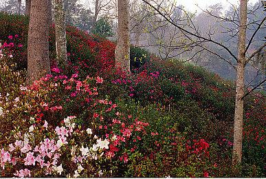 《怪物猎人：崛起》发布新TVCM《心之声篇》 同时开启优惠活动